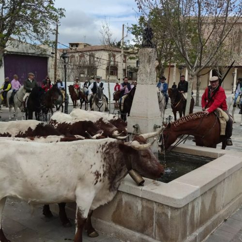 Vacas